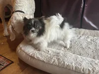 Jasmine, a female Pomeranian for sale in Tyler, TX – Photo 4 of 5