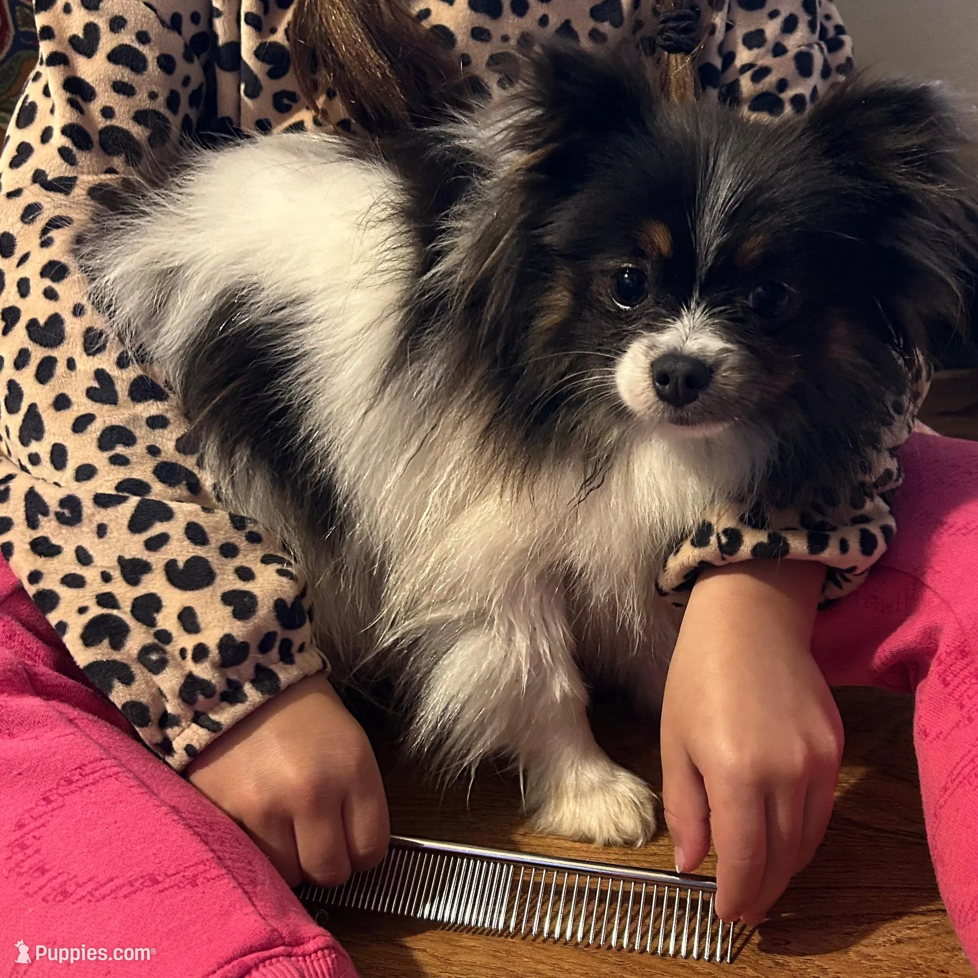 Jasmine, a female Pomeranian for sale in Tyler, TX – Photo 5 of 5
