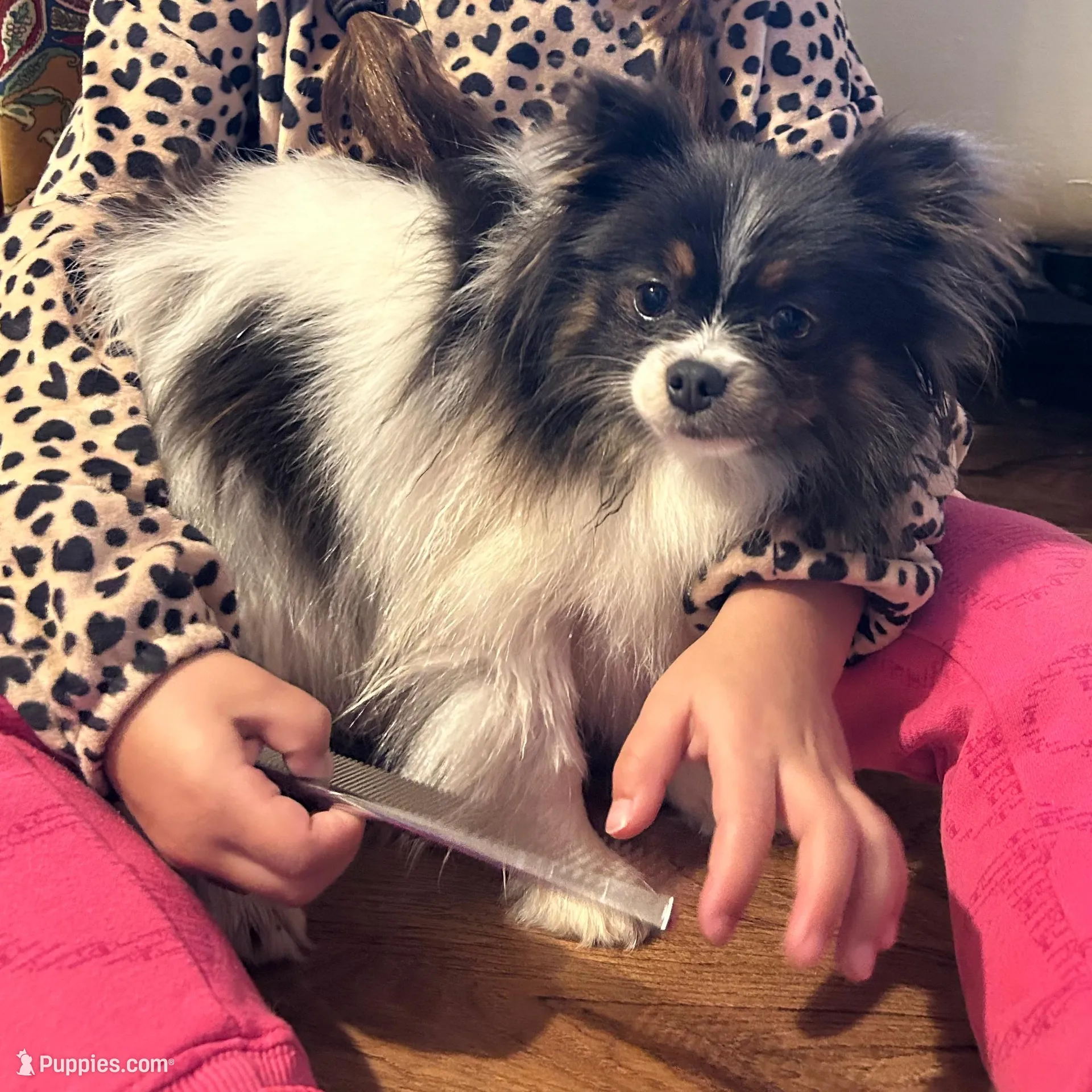 Jasmine, a female Pomeranian for sale in Tyler, TX – Photo 2 of 5