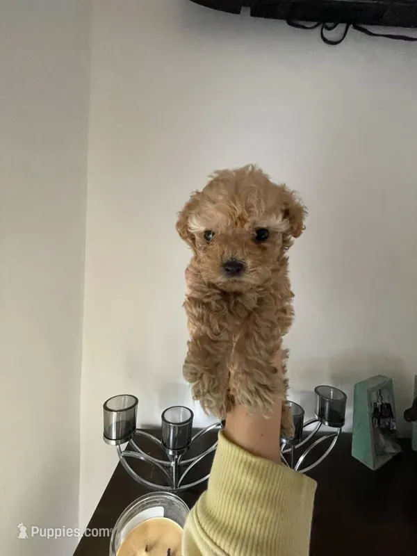 Boby – Poodle - Toy  puppy for sale in San Jose, CA