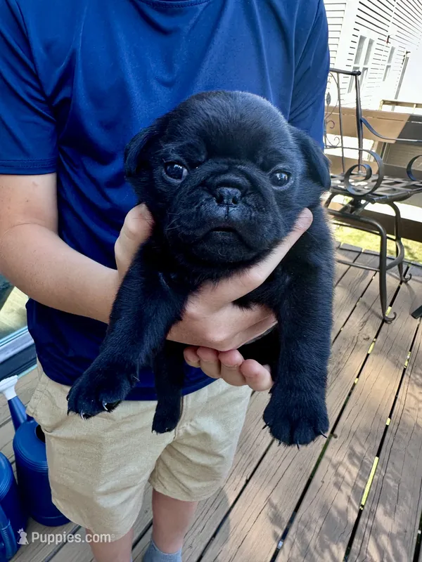 Peppa – Pug puppy for sale in Cedar Rapids, IA