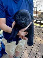 Peppa, a female Pug for sale in Cedar Rapids, IA – 1 of 4