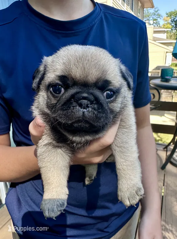 Piper – Pug puppy for sale in Cedar Rapids, IA