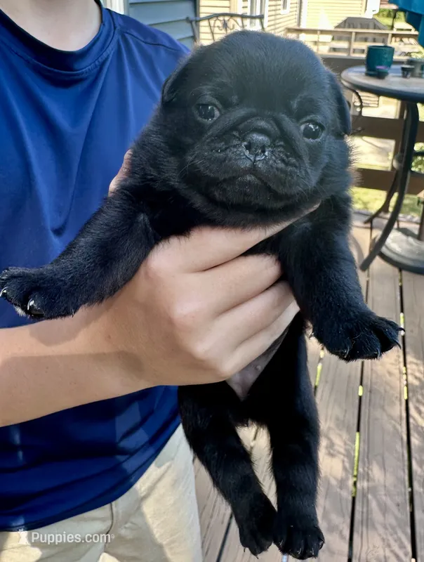 Georgette – Pug puppy for sale in Cedar Rapids, IA