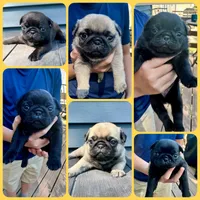 Georgette, a female Pug for sale in Cedar Rapids, IA – 4 of 4
