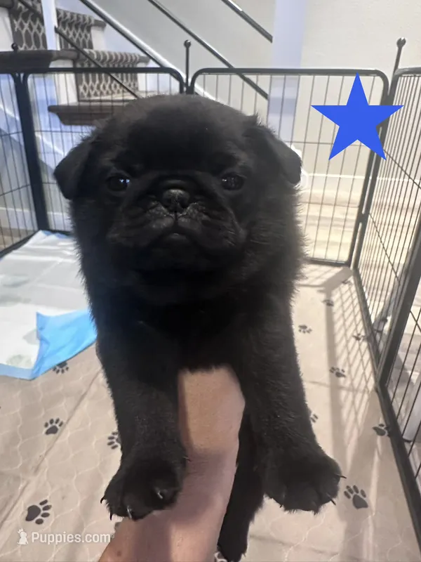 Georgette – Pug puppy for sale in Cedar Rapids, IA