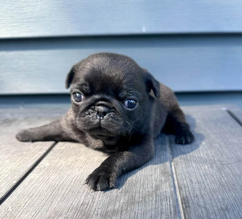 Penny – Pug puppy for sale in Cedar Rapids, IA