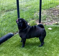 Georgette, a female Pug for sale in Cedar Rapids, IA – 2 of 4