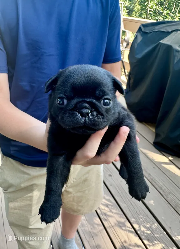 Winnie – Pug puppy for sale in Cedar Rapids, IA