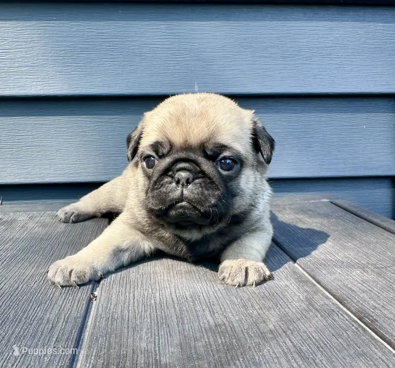 Darla – Pug puppy for sale in Cedar Rapids, IA