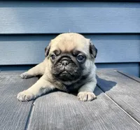 Darla, a female Pug for sale in Cedar Rapids, IA – 1 of 4