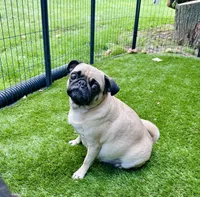 Georgette, a female Pug for sale in Cedar Rapids, IA – 3 of 4