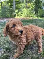 Toby, a male Miniature Goldendoodle for sale in Spotsylvania Courthouse, VA – 3 of 5