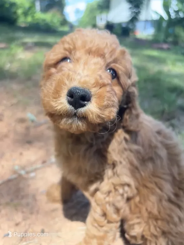 Toby – Miniature Goldendoodle puppy for sale in Spotsylvania Courthouse, VA