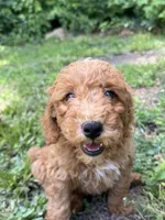 Toby, a male Miniature Goldendoodle for sale in Spotsylvania Courthouse, VA – 2 of 5