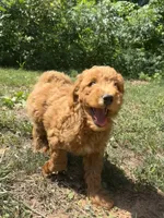 Toby, a male Miniature Goldendoodle for sale in Spotsylvania Courthouse, VA – 4 of 5