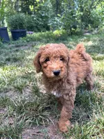 Toby, a male Miniature Goldendoodle for sale in Spotsylvania Courthouse, VA – 5 of 5