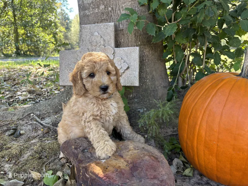 Marco – Miniature Goldendoodle puppy for sale in Pittsburg, TX