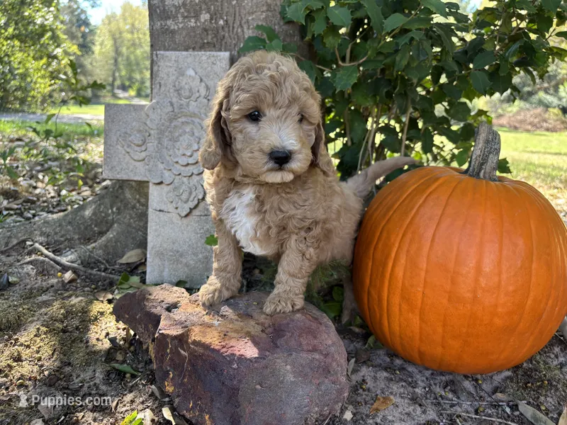 Pete – Miniature Goldendoodle puppy for sale in Pittsburg, TX