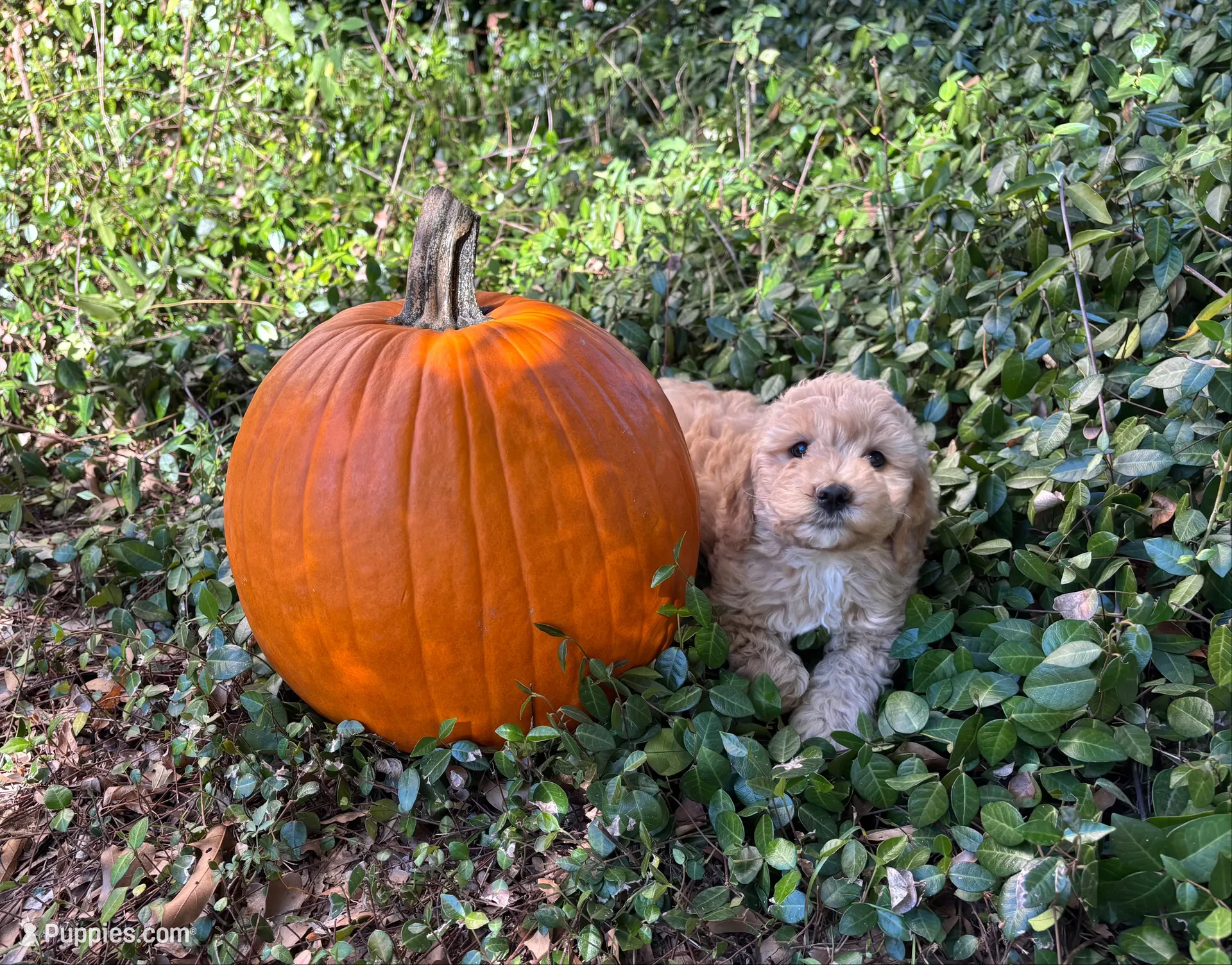 sally, a female Miniature Goldendoodle for sale in Pittsburg, TX – 1 of 1