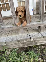 Ricky, a male Miniature Goldendoodle for sale in Pittsburg, TX – Photo 2 of 5