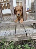 Ricky, a male Miniature Goldendoodle for sale in Pittsburg, TX – Photo 3 of 5