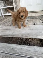 Ricky, a male Miniature Goldendoodle for sale in Pittsburg, TX – Photo 5 of 5
