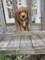 Ricky, a male Miniature Goldendoodle for sale in Pittsburg, TX – Photo 1 of 5