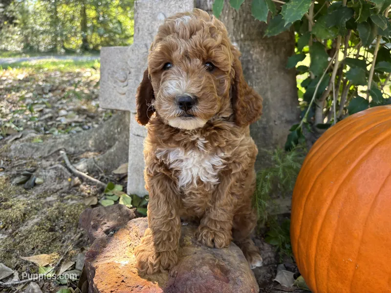Samson – Miniature Goldendoodle puppy for sale in Pittsburg, TX