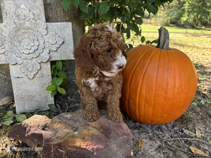 Hank – Miniature Goldendoodle puppy for sale in Pittsburg, TX