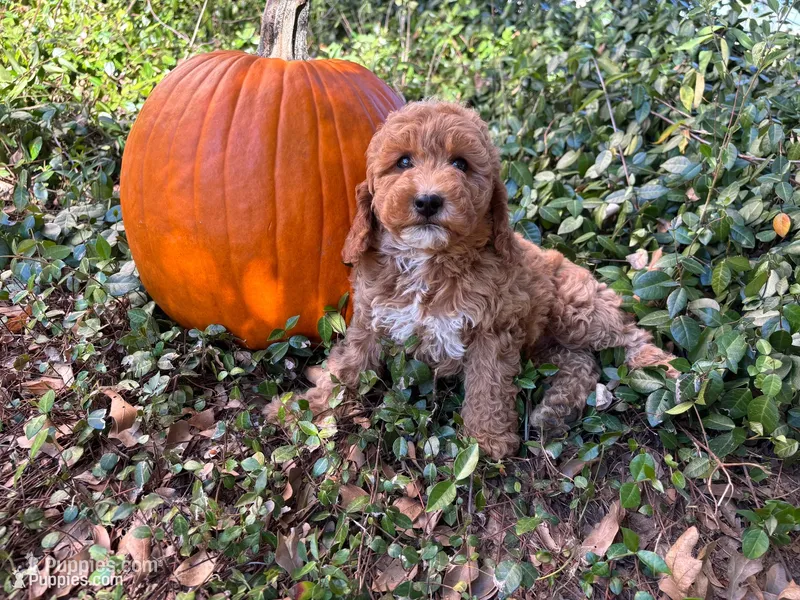 Betty Lou – Miniature Goldendoodle puppy for sale in Pittsburg, TX