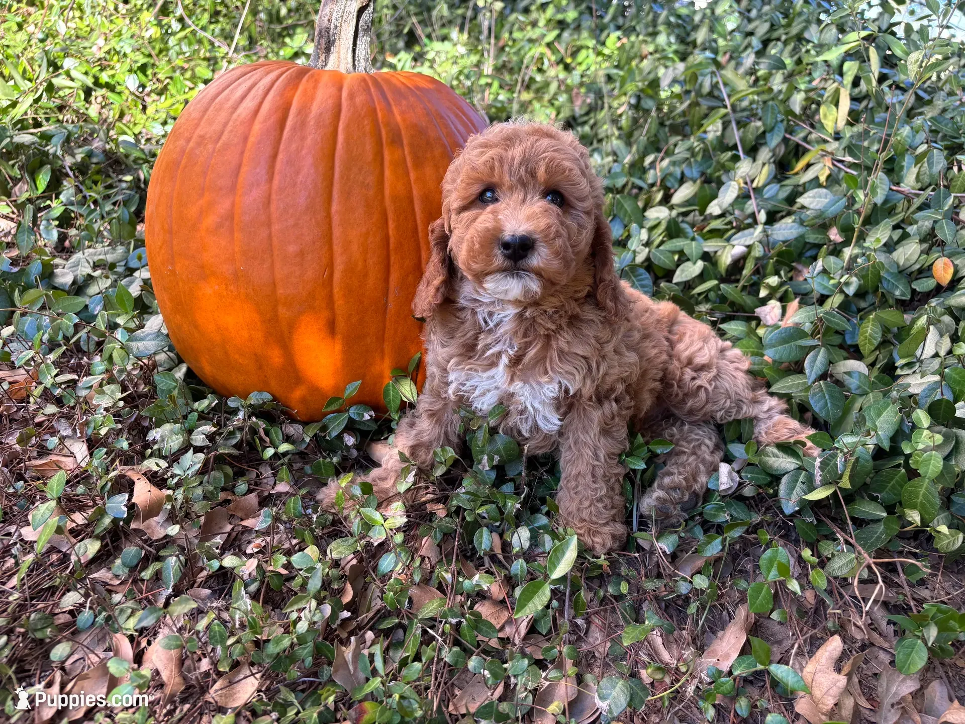 Betty Lou, a female Miniature Goldendoodle for sale in Pittsburg, TX – 1 of 1