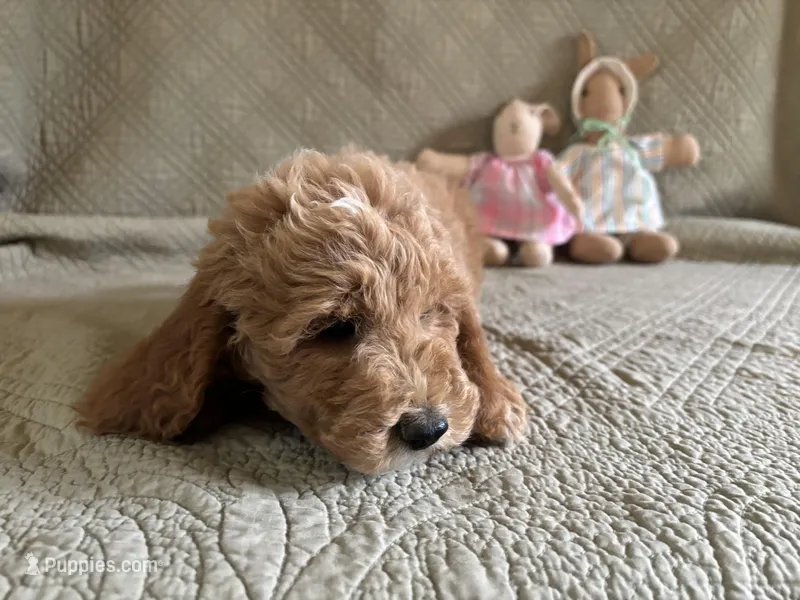Sparky – Miniature Goldendoodle puppy for sale in Pittsburg, TX