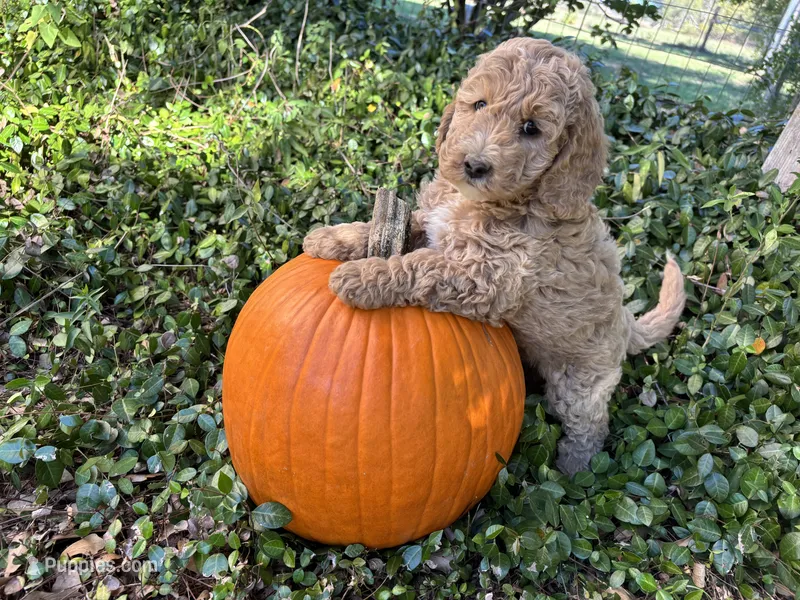 Selma – Miniature Goldendoodle puppy for sale in Pittsburg, TX