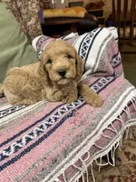 mack, a male Goldendoodle for sale in Pittsburg, TX – Photo 3 of 7