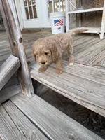 mack, a male Goldendoodle for sale in Pittsburg, TX – Photo 6 of 7