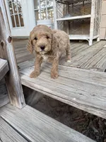 mack, a male Goldendoodle for sale in Pittsburg, TX – Photo 5 of 7