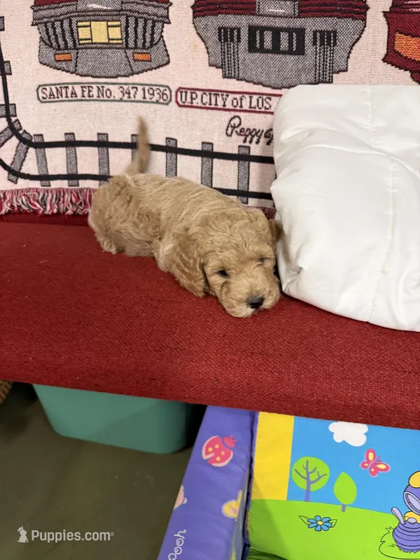 mack – Goldendoodle puppy for sale in Pittsburg, TX