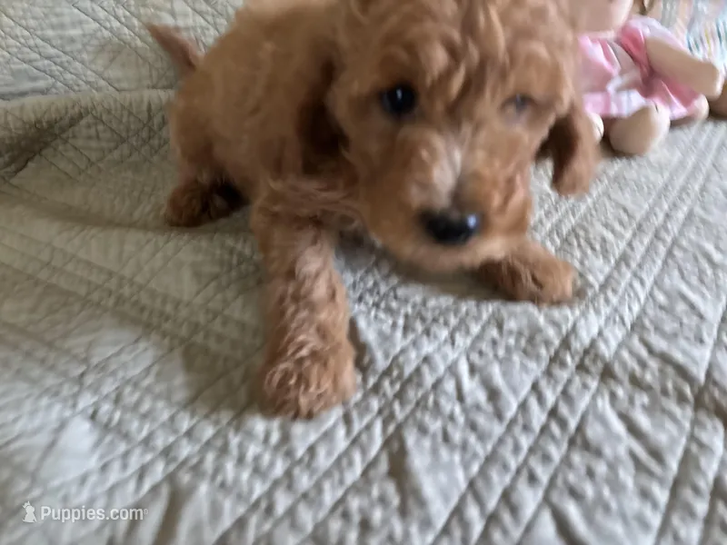 mack – Goldendoodle puppy for sale in Pittsburg, TX