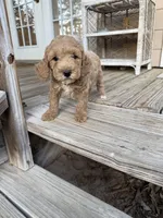 mack, a male Goldendoodle for sale in Pittsburg, TX – Photo 2 of 7