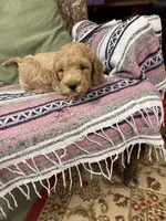 mack, a male Goldendoodle for sale in Pittsburg, TX – Photo 4 of 7