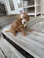Tommy, a male Miniature Goldendoodle for sale in Pittsburg, TX – Photo 3 of 9