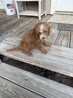 Tommy, a male Miniature Goldendoodle for sale in Pittsburg, TX – Photo 5 of 9