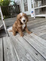 Tommy, a male Miniature Goldendoodle for sale in Pittsburg, TX – Photo 1 of 9