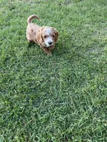 Tommy, a male Miniature Goldendoodle for sale in Pittsburg, TX – Photo 8 of 9