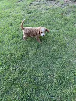 Tommy, a male Miniature Goldendoodle for sale in Pittsburg, TX – Photo 9 of 9