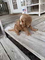 Tommy, a male Miniature Goldendoodle for sale in Pittsburg, TX – Photo 2 of 9