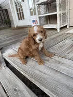 Tommy, a male Miniature Goldendoodle for sale in Pittsburg, TX – Photo 4 of 9