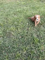 Tommy, a male Miniature Goldendoodle for sale in Pittsburg, TX – Photo 7 of 9
