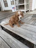 Tommy, a male Miniature Goldendoodle for sale in Pittsburg, TX – Photo 6 of 9
